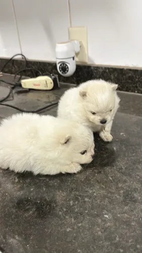 LULU DA POMERANIA