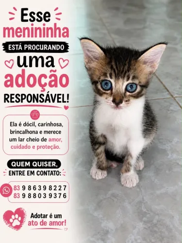 Adoção de gata fêmea