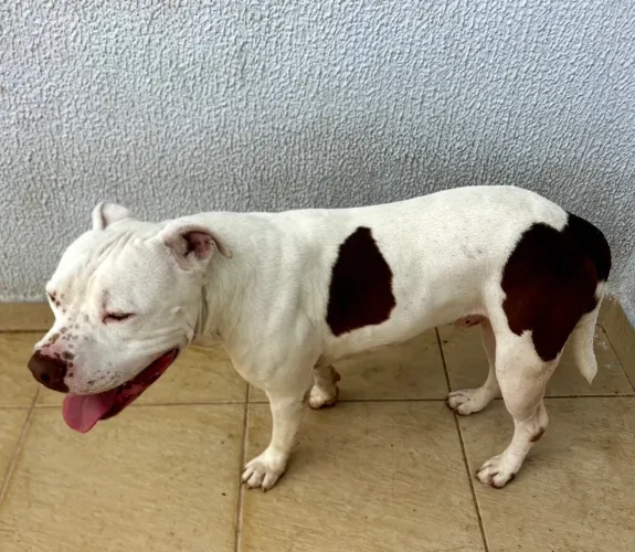 Doação pitbull macho 4 anos