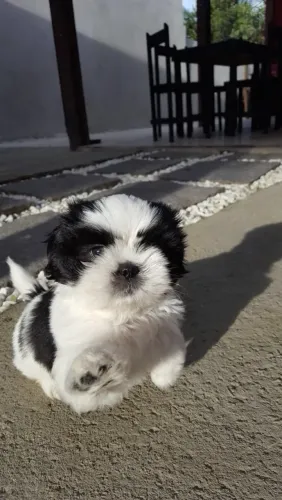 Filhote de shih tzu fêmea maravilhosa