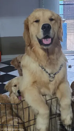 Golden Retriever
