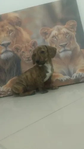 Filhote de Salsichinha ou cofap ou o certo , dashundhound