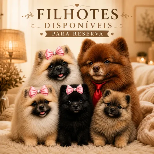 Spitz alemão com pedigree