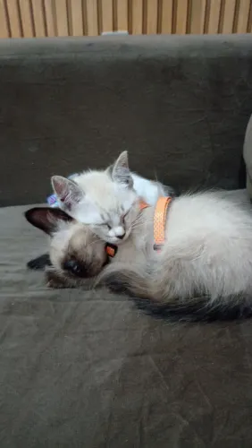 Adoção de gatinhos conjunta