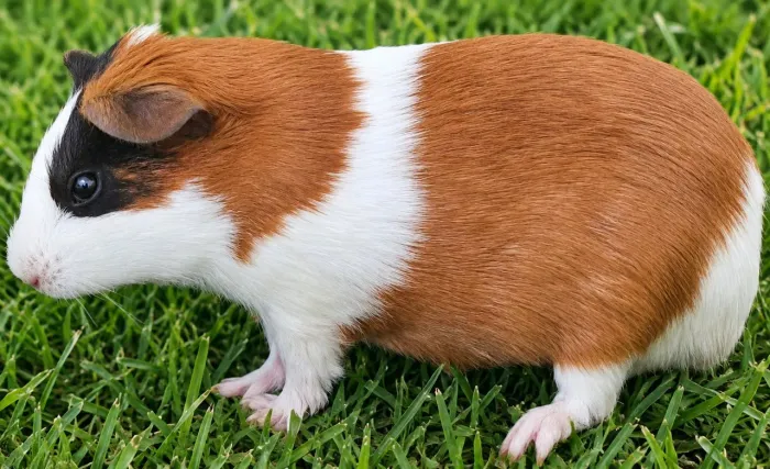 Porquinho da índia fêmea