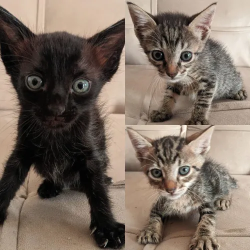 Gatinhos pra doação