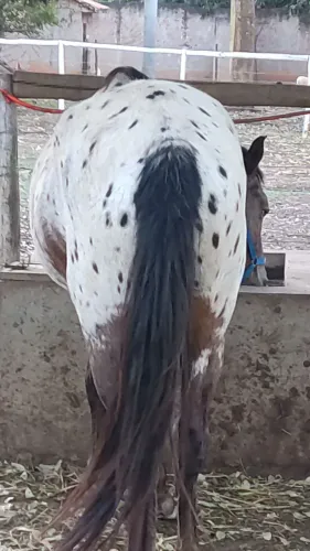 Cavalo inteiro vendo a cobertura