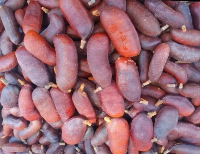 Jatobá frutos inteiros