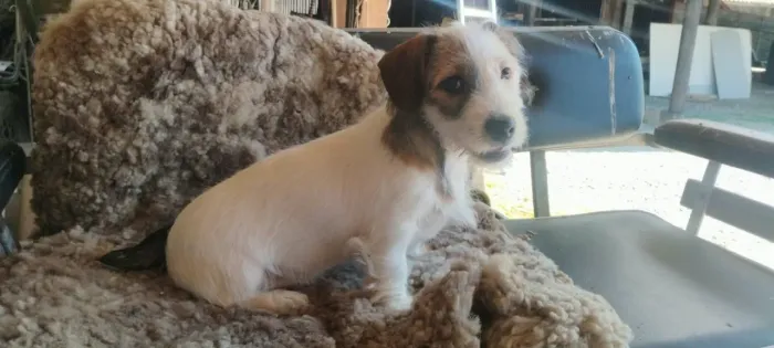 Filhote de Jack russel
