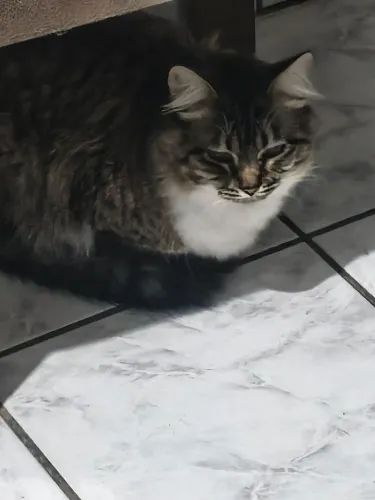 Doação de Gato
