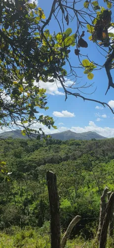 Pasto feito - Povoado Campanha, São Domingos.