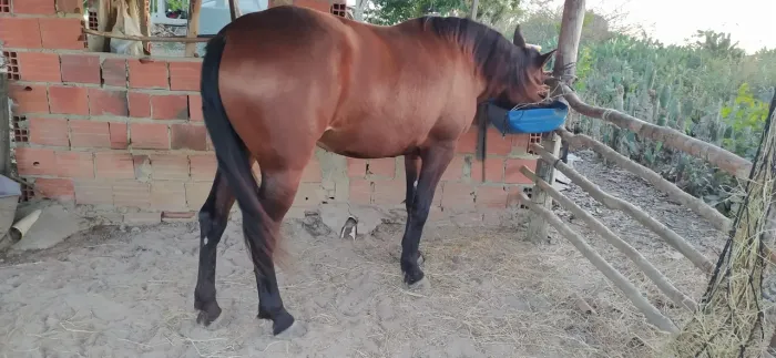 Égua mangalarga
