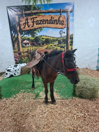Pônei Fêmea 