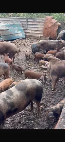 Vendo