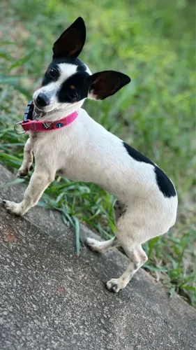 Vende cachorrinha pinscher 5 meses 