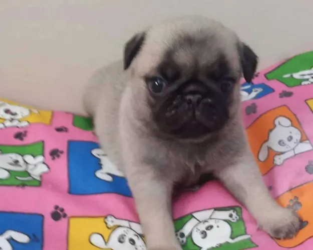 Shihtzu