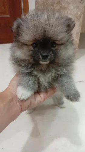 Filhote de Lulu da Pomerânia
