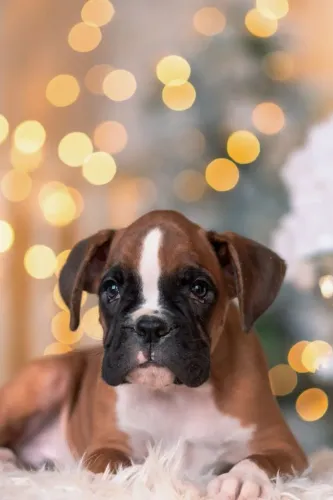 Boxer Afeto que se mantém mesmo em silêncio