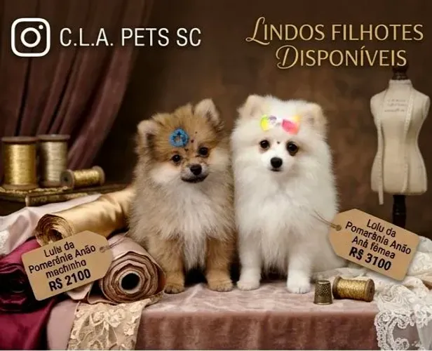 Filhotes de Lulu da Pomerânia Anões