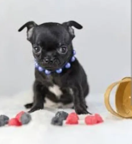 FeminhA chihuahua