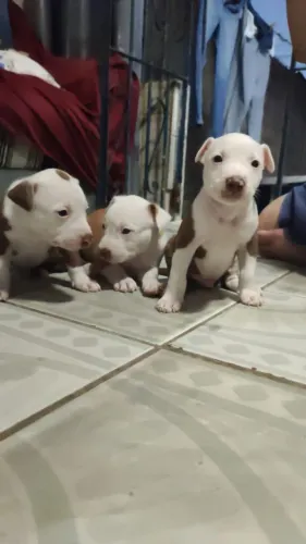 Pitbull