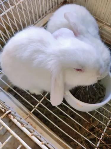Filhotes de coelhos raças mini (PARA REVENDA)