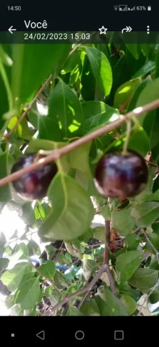 Muda de cereja preta no jarro