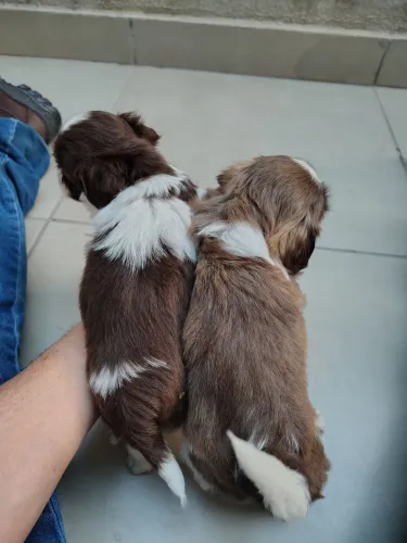 Vendo filhote de shih tzu fêmea