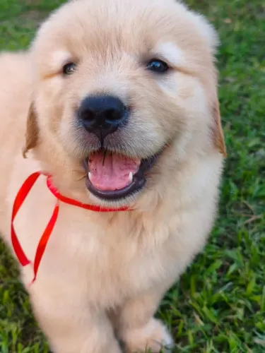 Golden Retriever filhotes disponível parcelamos no cartão