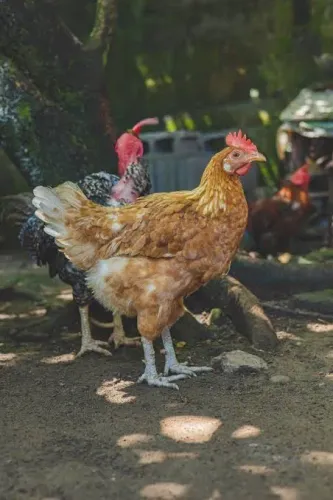 Doação de 10 GALINHA CAIPIRA E 2 PORCO CAIPIRA