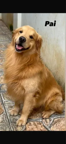Golden retriever 