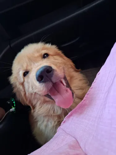 Golden Retriever fêmea 
