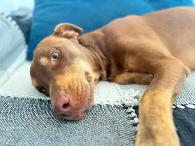 Doação de cachorro 1 ano