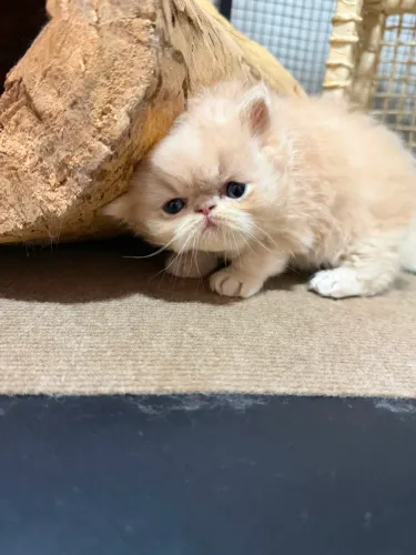 Gatos Persas