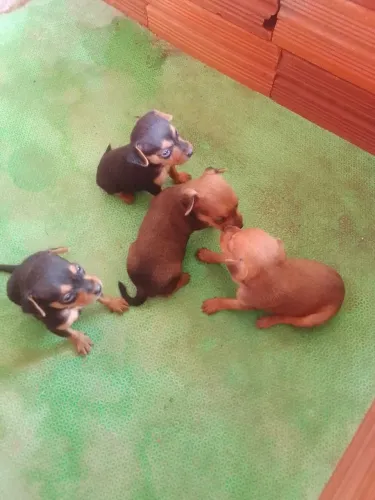 Vendo filhotes de pinscher... numeraçao(01)...contato.. *e
