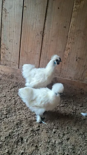 Casal de galinha sedosa