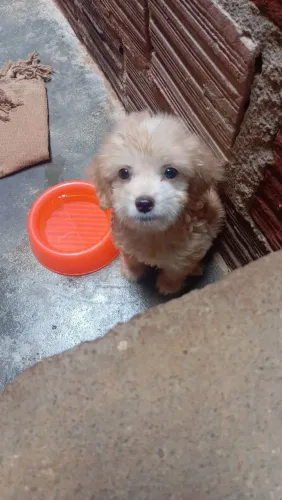 Cachorro disponível a venda
