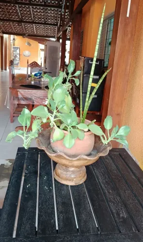 Muda de amaranto com lança de são Jorge inclui vaso e aparador de cerâmica 
