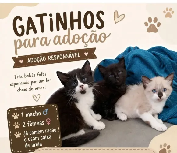 Gatinhos Filhotes para Adoção RESPONSÁVEL!