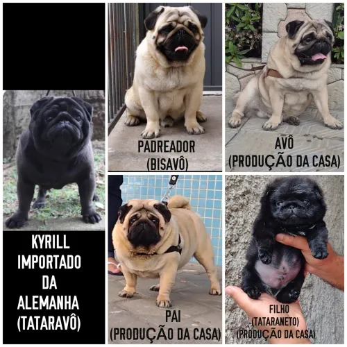 PUG CANIL