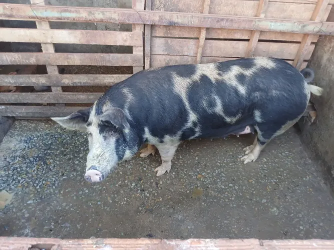 Porca barata 1000 reais