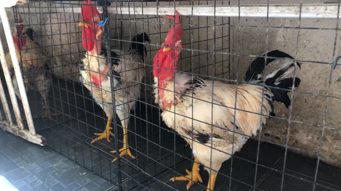 frango caipira de grande porte