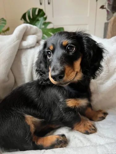 Daschund pelo longo