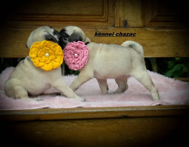 Pug mini filhotes disponíveis em 12 vezes