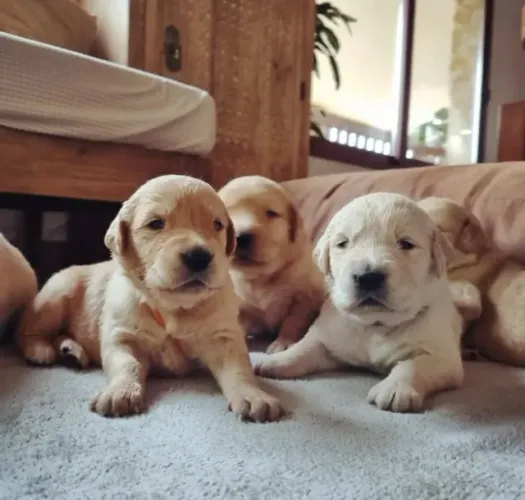 Golden Retriever Filhotes com Contrato de Compra e Venda - Procedencia Garantida