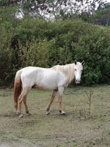 VENDE-SE CAVALO