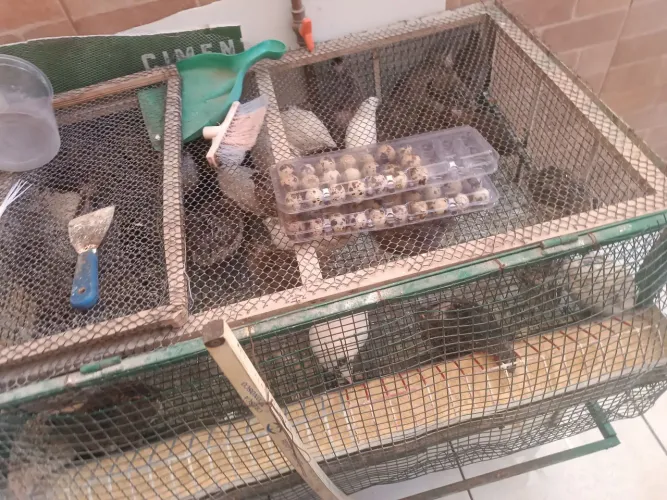 Vendo ovos galados de codornas gigantes
