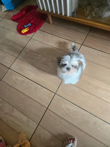 Filhote de Shih Tzu Macho