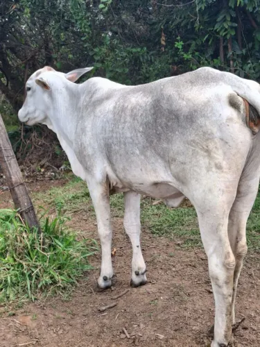 Vende novilha e um garotinho