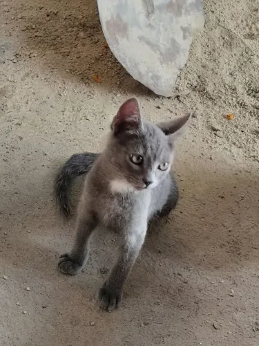 Gatinho macho para adoção!